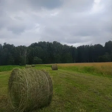 Сено