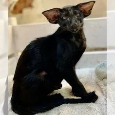 Ориентальный котёнок