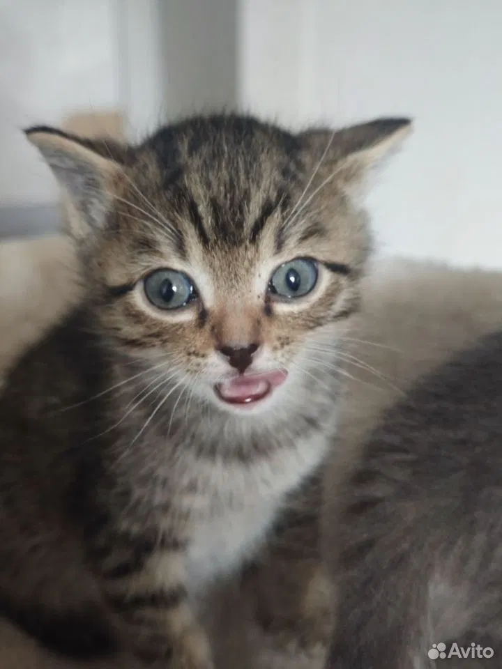 Сибирский котёнок, Тюмень