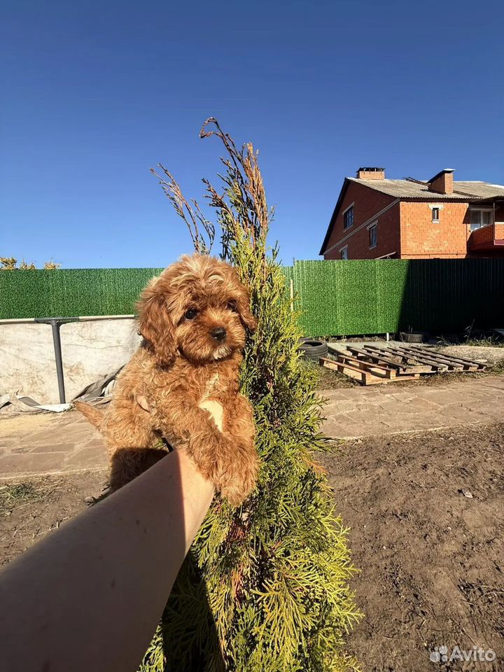 Кавапу, щенок, Воронеж
