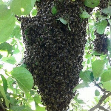 Пчелиные отводки с пасеки