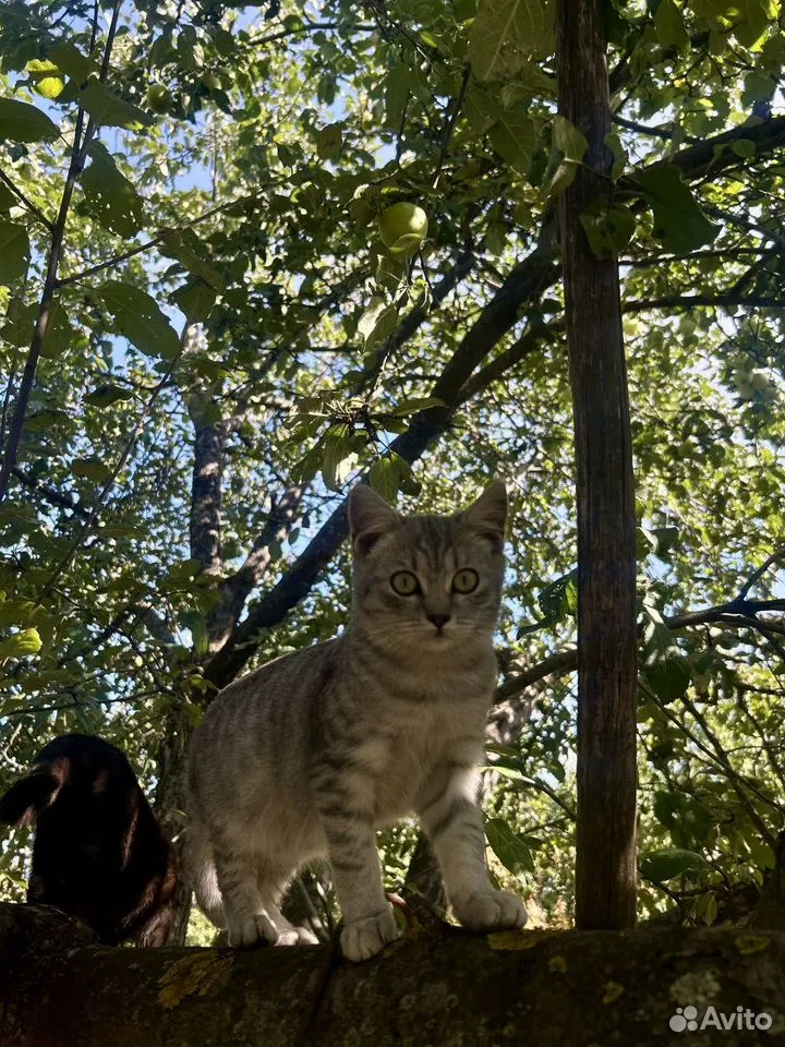 Котёнок в добрые руки, Губкин