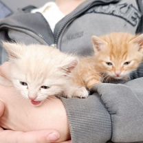 Котята в добрые руки, Алчевск