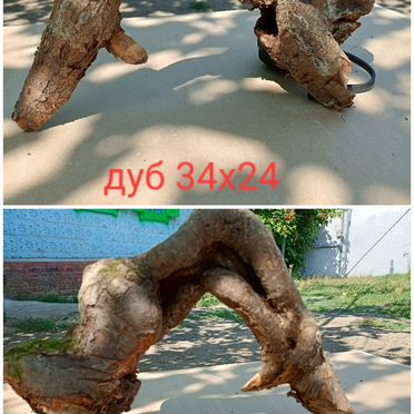 Коряги дуб, клен, ясень