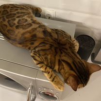 Бенгальский кот, вязка, Воронеж