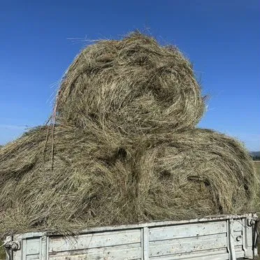 Сено в рулонах 200 кг