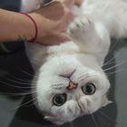 Шотландский вислоухий короткошёрстный кот, вязка