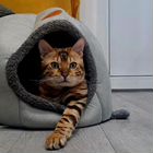 Бенгальский кот, вязка