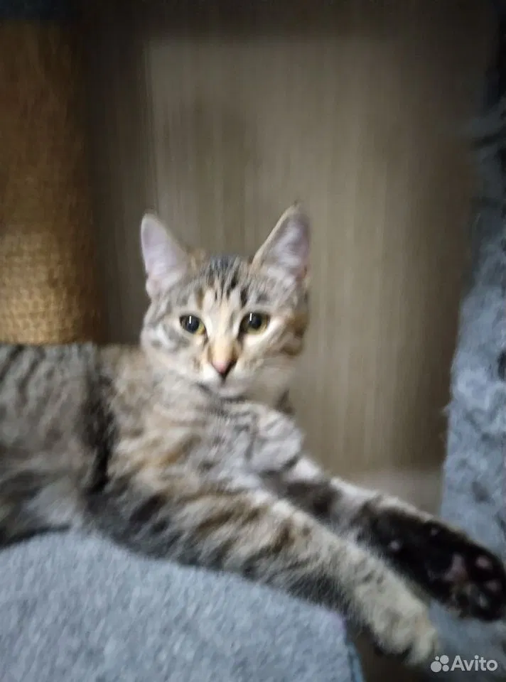 Котёнок в добрые руки, Дзержинск