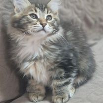 Курильский бобтейл длинношёрстный котёнок, Воронеж