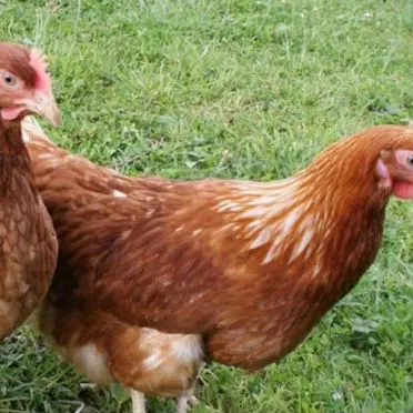 Куры несушки