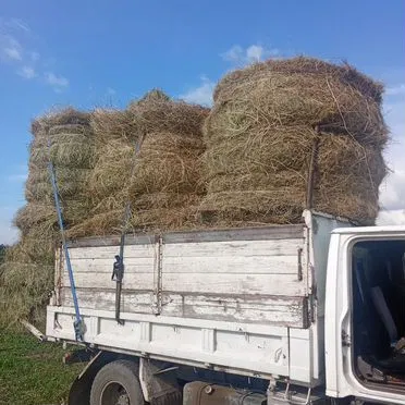 Сено в рулонах