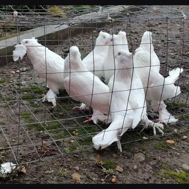 Продажа голубей