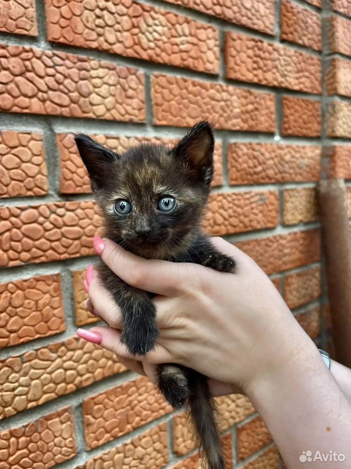 Котёнок в добрые руки, Краснодар