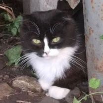 Шотландская вислоухая длинношёрстная, взрослая кошка, Москва
