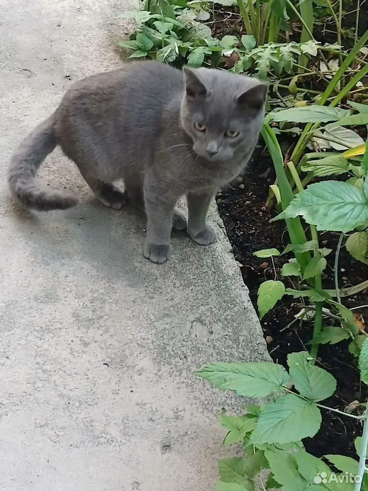 Котёнок в добрые руки, Липецк