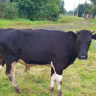 Продам двух телок