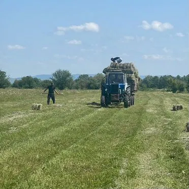 Сено квадратные тюки