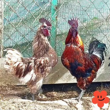 Петухи лакенданзи