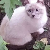 Сиамская, взрослая кошка, Белгород