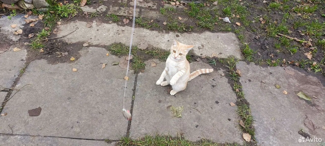 Котёнок в добрые руки, Ярославль