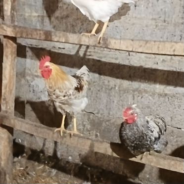 Молодые петушки продам