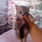 Шотландский вислоухий короткошёрстный котёнок