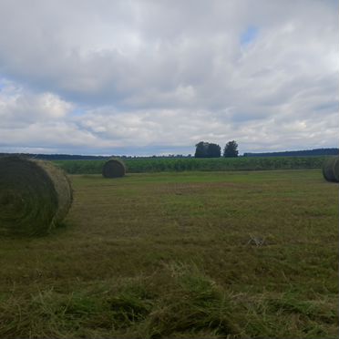 Сено