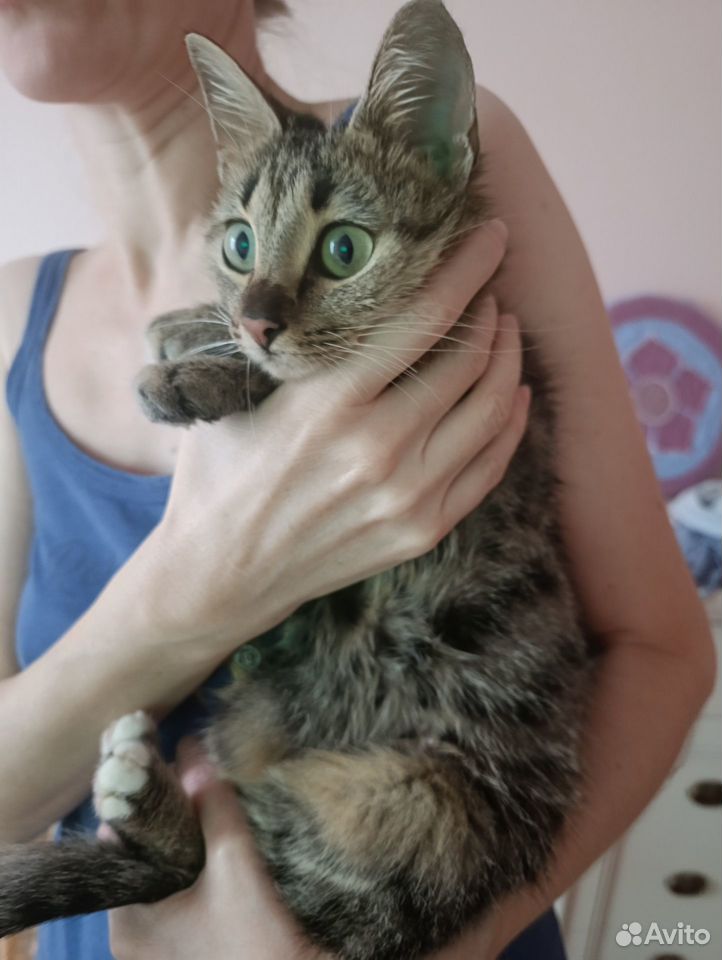 Котёнок в добрые руки, Краснодар