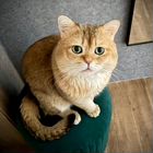 Британский короткошёрстный кот, вязка
