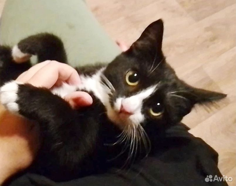 Котёнок в добрые руки, Тюмень