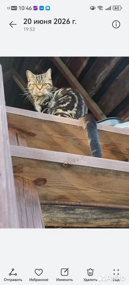 Бенгальская, взрослая кошка, Тюмень
