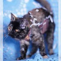 Британский короткошёрстный котёнок, Белгород